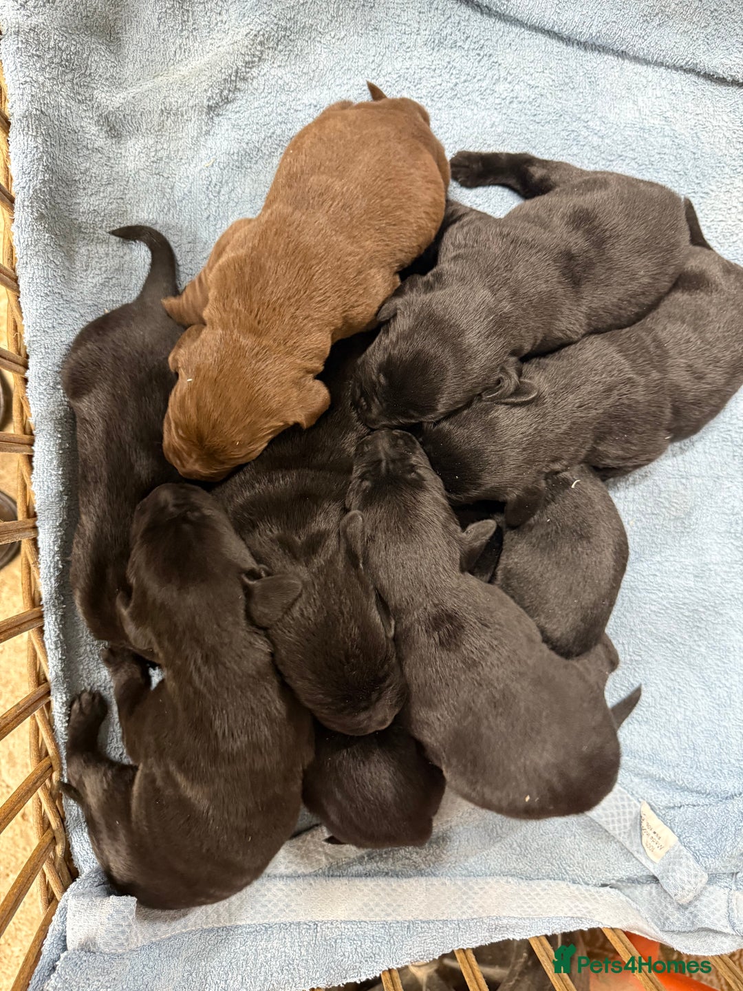 Labrador Retriever dogs for sale: Stunning Labrador Puppies - Image 4