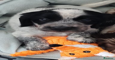 Sprocker dogs - Advert 11