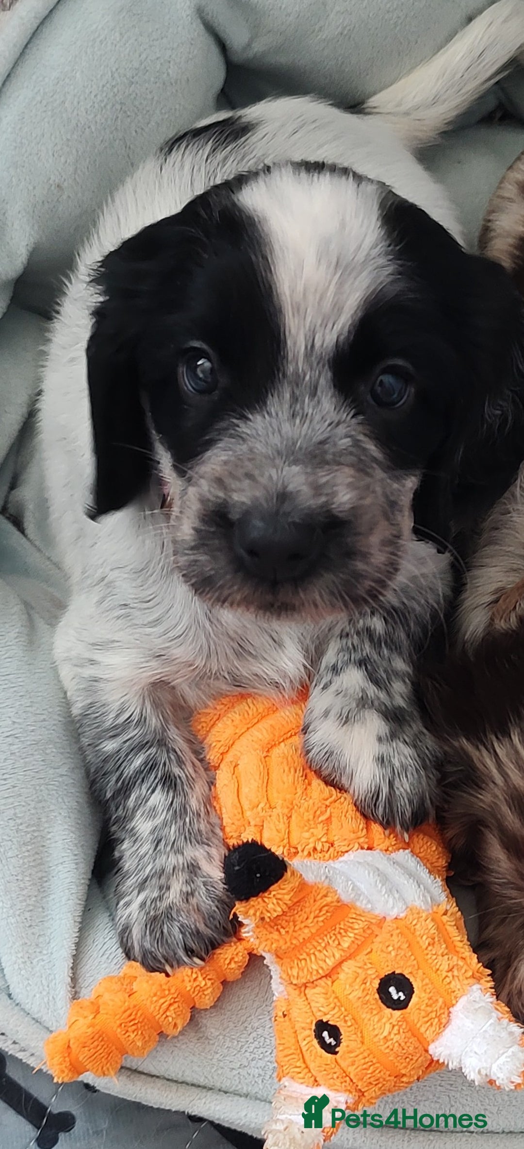 Sprocker dogs for sale: STRIKING SPROCKER SPANIEL PUPPIES  - Image 4