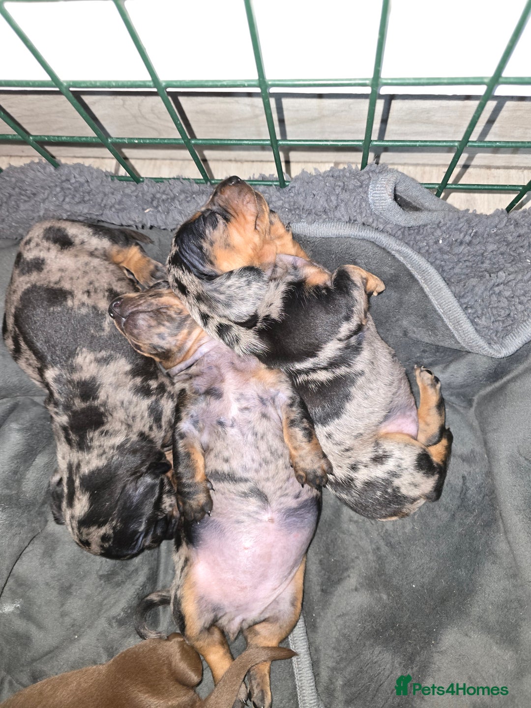 Dachshund dogs for sale: 6 mini daschunds looking for new home - Advert 14