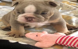 English Bulldog dogs for sale: Stunning English bulldogs - Image 15
