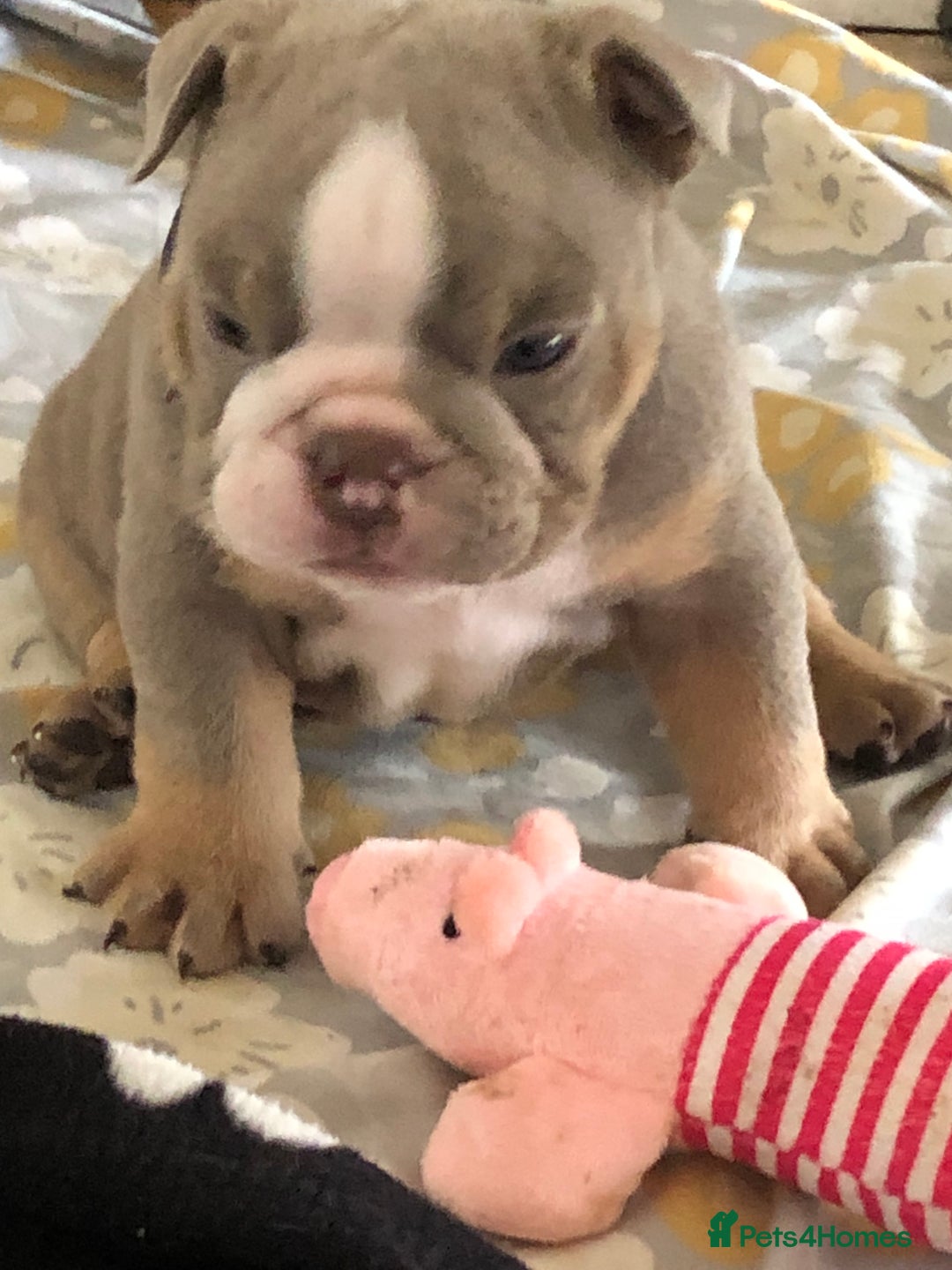 English Bulldog dogs for sale: Stunning English bulldogs - Image 15