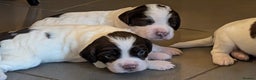 English Springer Spaniel dogs for sale: Gorgeous chunky Springer Spaniels for sale - Advert 2
