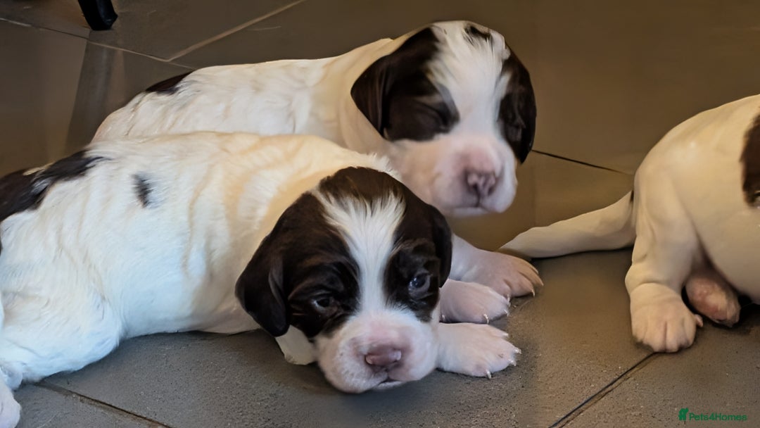 English Springer Spaniel dogs for sale: Gorgeous chunky Springer Spaniels for sale - Advert 2