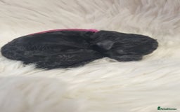 Standard Poodle dogs for sale: Exceptional Health Tested Puppies Due - Advert 25