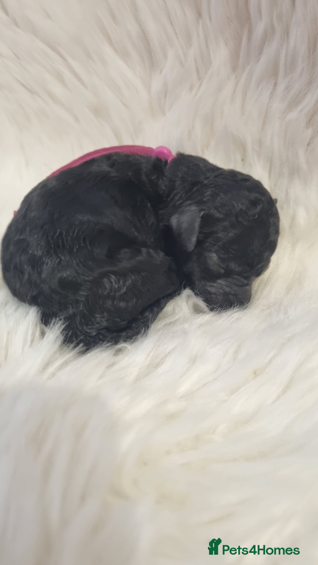 Standard Poodle dogs for sale: Exceptional Health Tested Puppies Due - Advert 25