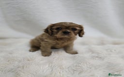Cavalier King Charles Spaniel dogs for sale: TWO CAVALIER KING CHARLES BOYS AVAILABLE NOW - Image 3