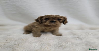 Cavalier King Charles Spaniel dogs - Advert 2