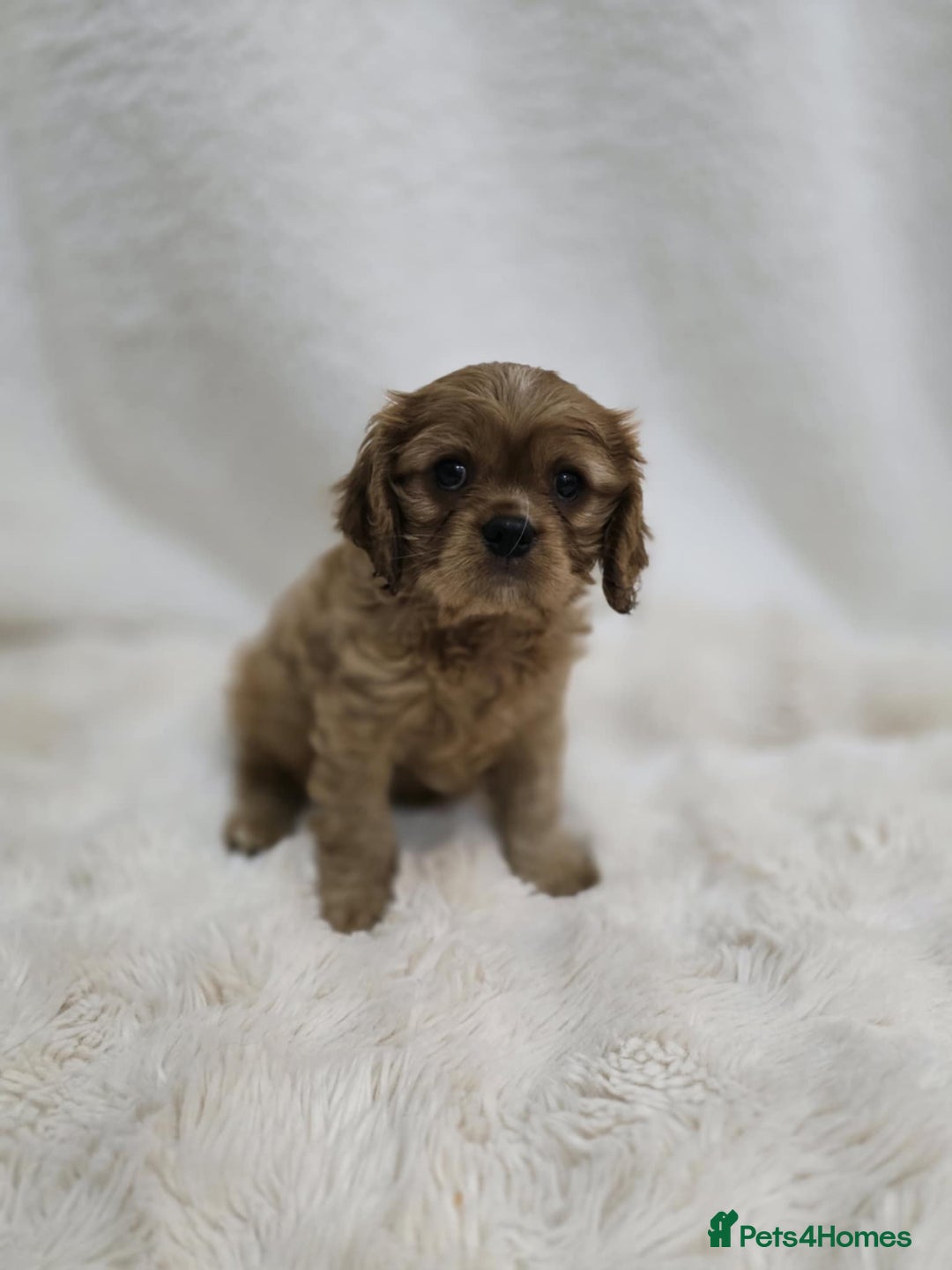 Cavalier King Charles Spaniel dogs for sale: TWO CAVALIER KING CHARLES BOYS AVAILABLE NOW - Image 3