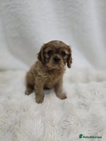 Cavalier King Charles Spaniel dogs - Advert 2