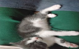Maine Coon cats for sale: Kittens - Image 2