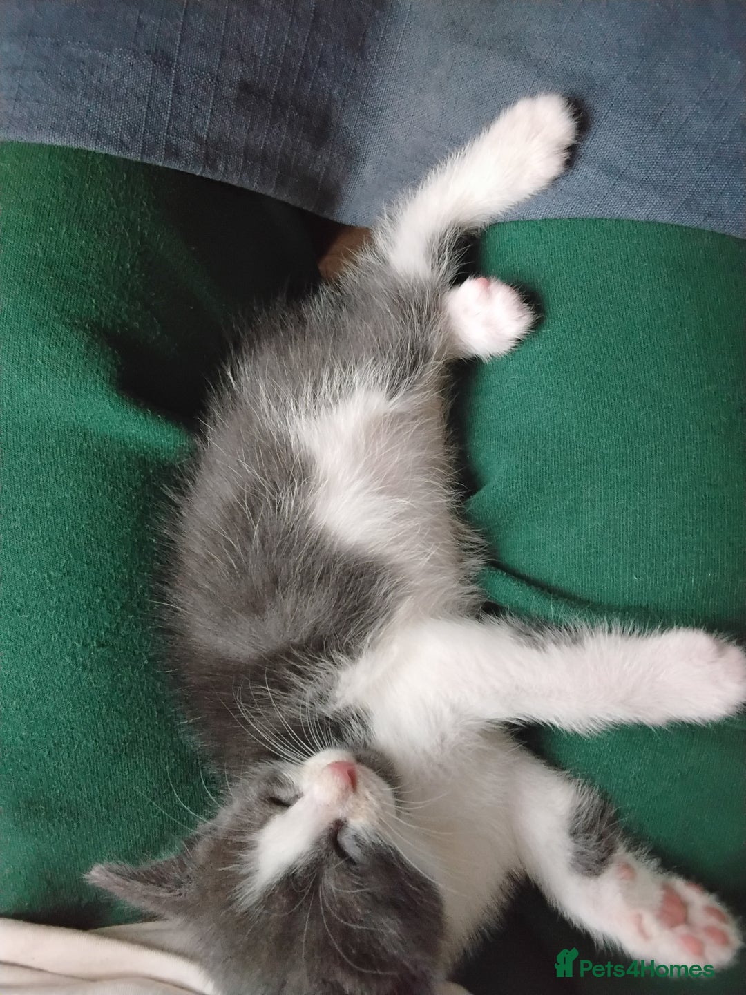 Maine Coon cats for sale: Kittens - Image 2