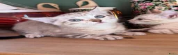 Bengal cats for sale: Rare Seal Lynx Silver Marble Bengal Kittens - Advert 3