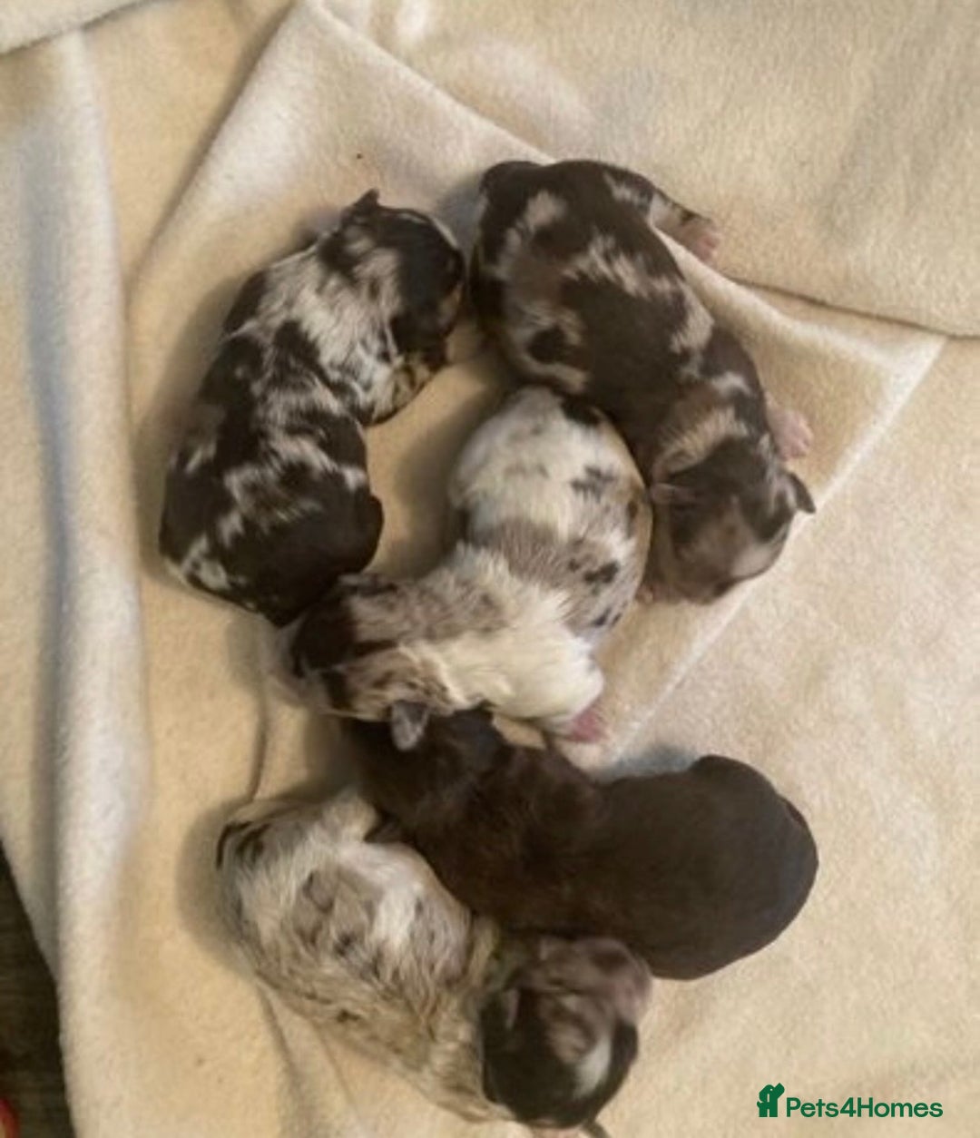 Miniature Schnauzer dogs for stud: KC Reg Choc/White Min Schnauzer MAC +BVA Clear in Coventry - Advert 30