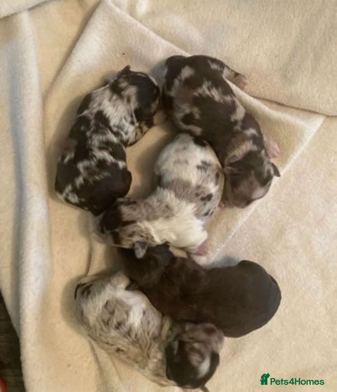 Miniature Schnauzer dogs for stud: KC Reg Choc/White Min Schnauzer MAC +BVA Clear in Coventry - Advert 30