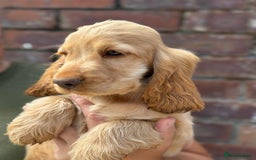 Cocker Spaniel dogs for sale: Show cocker spaniel in Bradford - Image 27