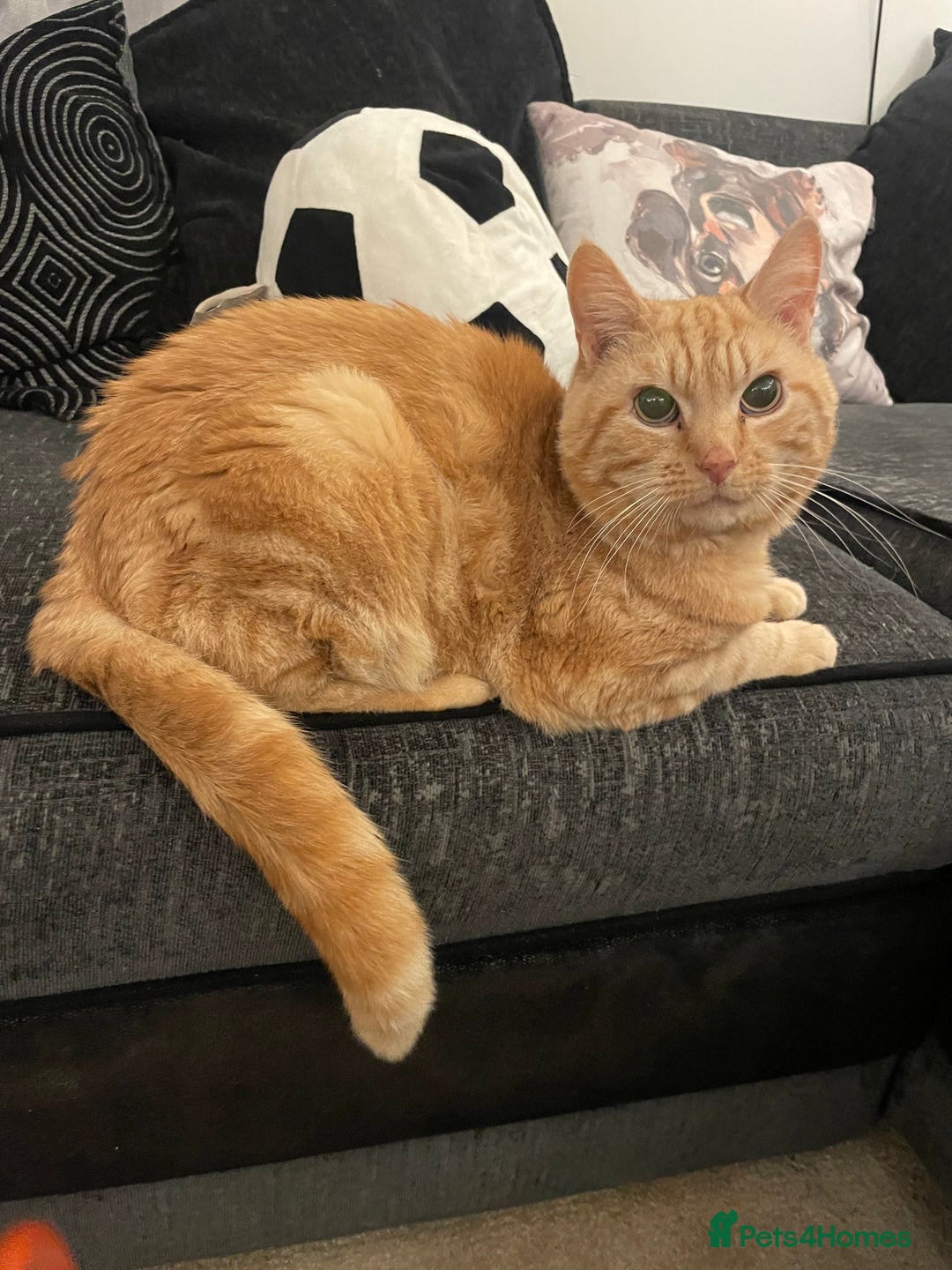 Mixed Breed cats for sale: Boots the blind cat - Advert 4