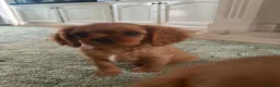 Cavalier King Charles Spaniel dogs for sale: Ruby Cavalier King Charles Spaniel Puppy’s  - Advert 15