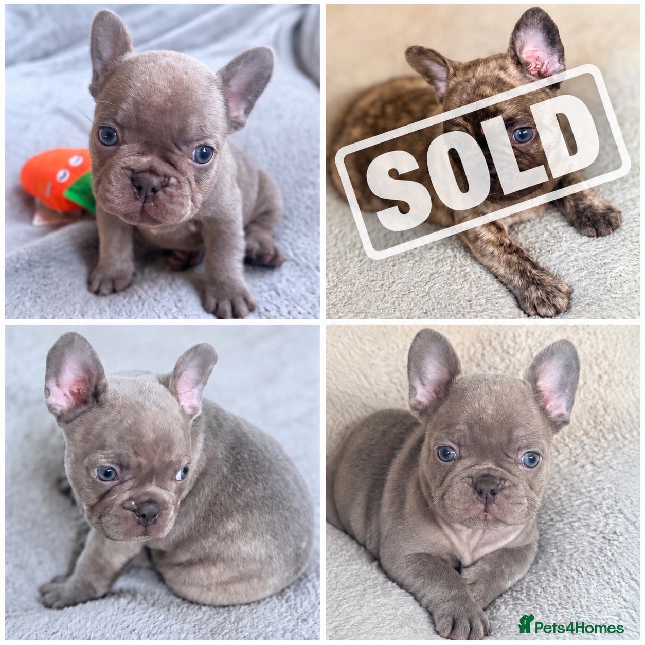 French Bulldog dogs French Bulldog Puppies ready 27th Sept Derby  - Advert 9