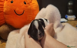 Shih Tzu dogs for sale: shih tzu puppies  - Advert 16