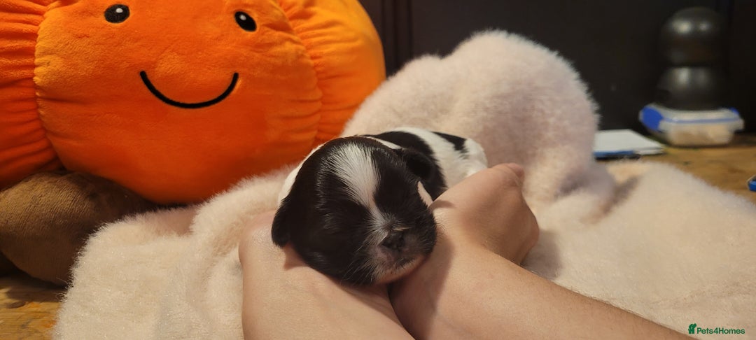 Shih Tzu dogs for sale: shih tzu puppies  - Advert 16