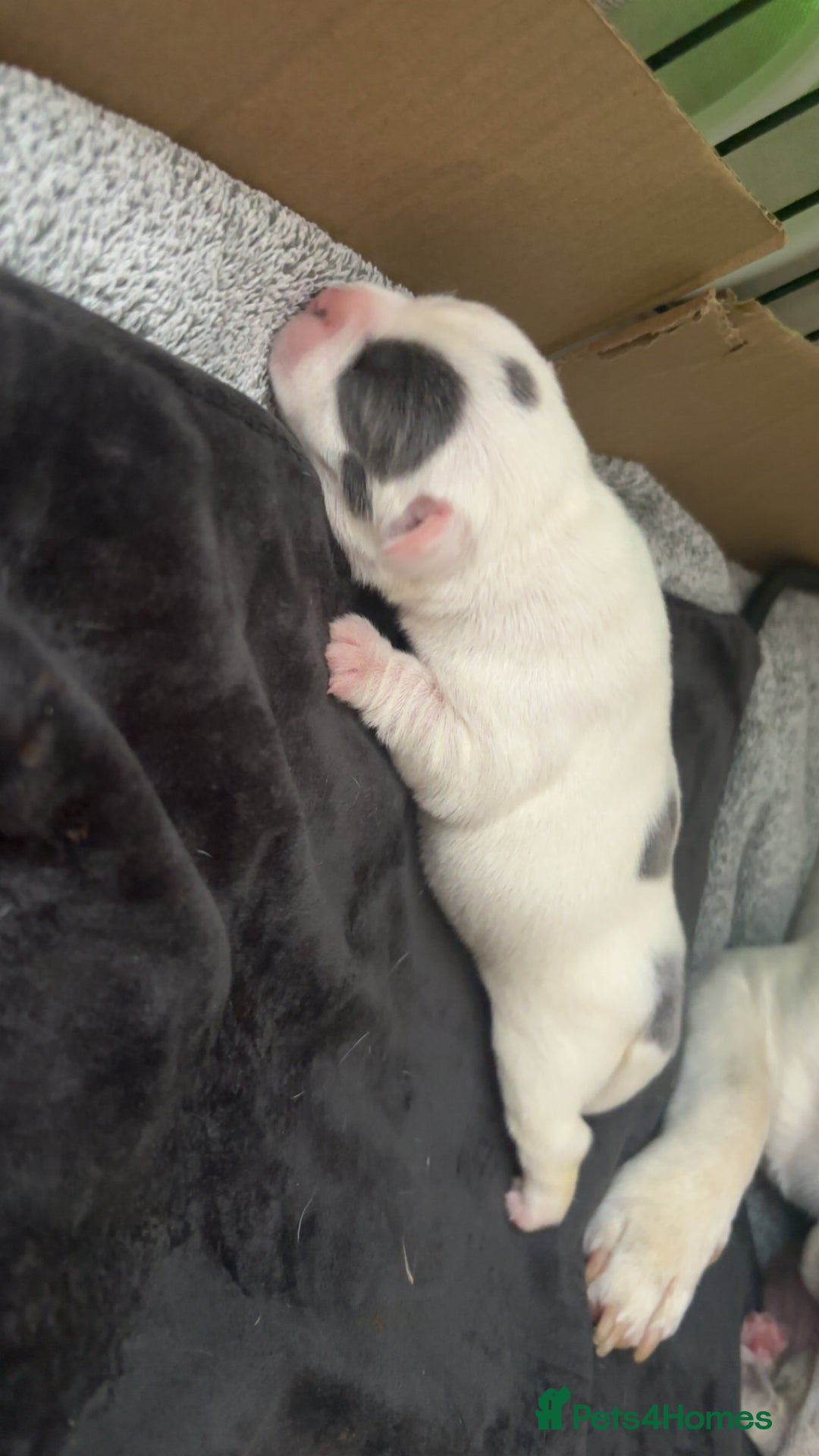 Mixed Breed dogs for sale: French bulldog mixed chihuahua  - Image 11