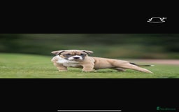 American Bully dogs for sale: RemmyXHienz litter 6 beautiful puppies  - Image 4