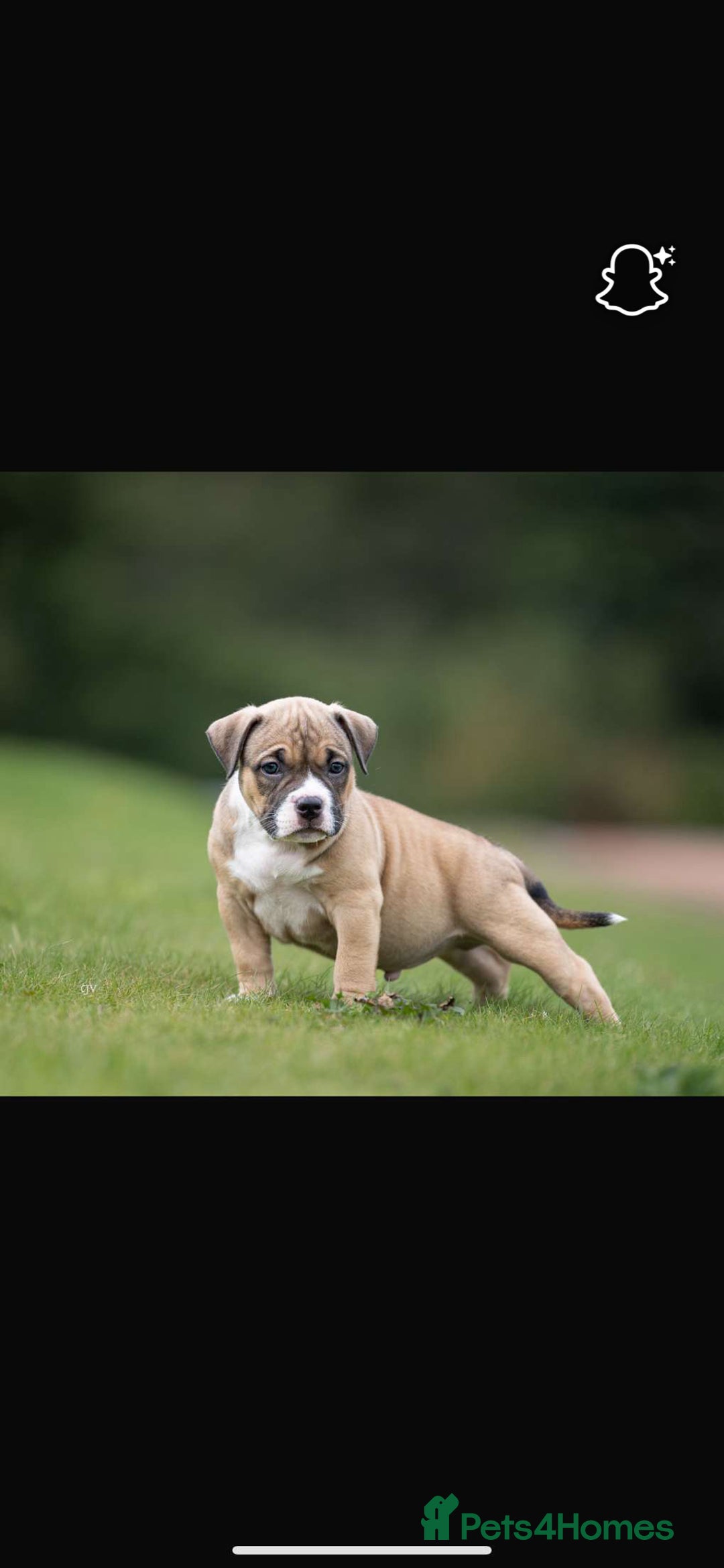 American Bully dogs for sale: RemmyXHienz litter 6 beautiful puppies  - Image 4