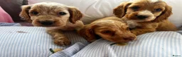 Cocker Spaniel dogs for sale: Show type cocker boys  in Daventry - Advert 9