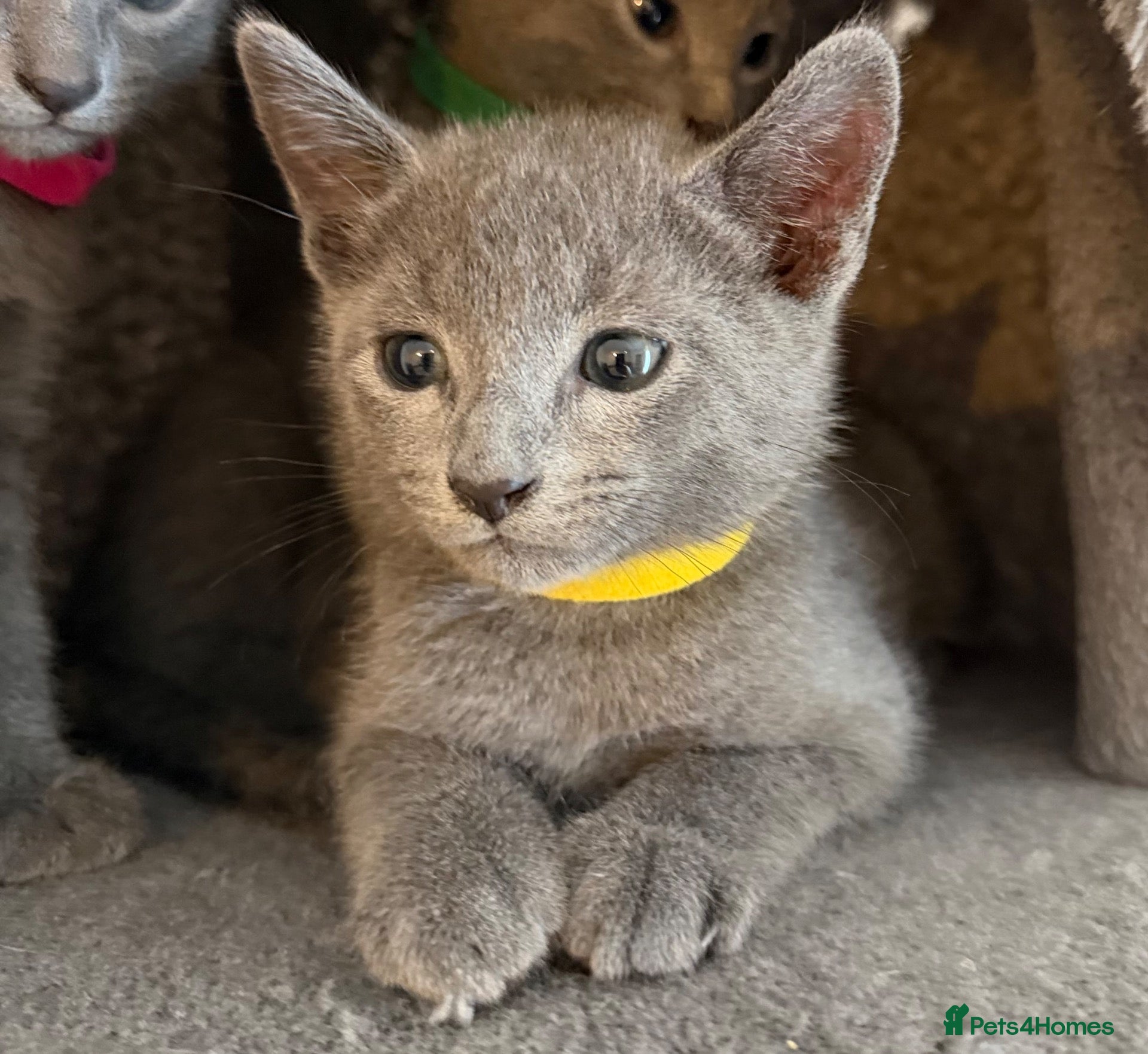 Russian Blue cats 🩵GCCF Registered Russian Blue kittens 🩵 - Advert 1
