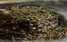 Spiders invertebrates for sale: 4 beautiful tarantulas  - Image 10