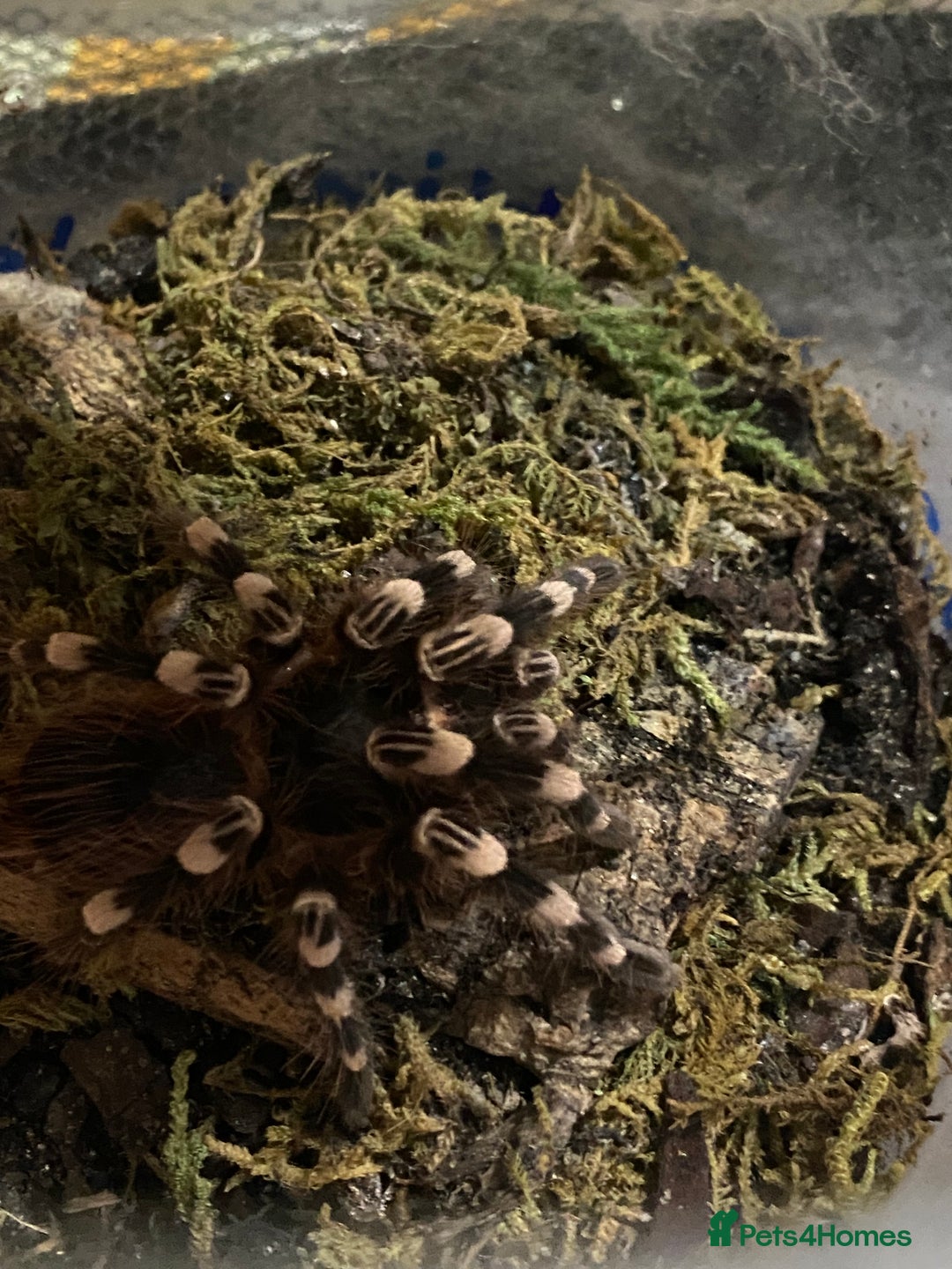 Spiders invertebrates for sale: 4 beautiful tarantulas  - Image 10