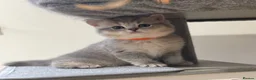 British Shorthair cats for sale: GCCF/TICA British Shorthair Champion line Kittens - Advert 9