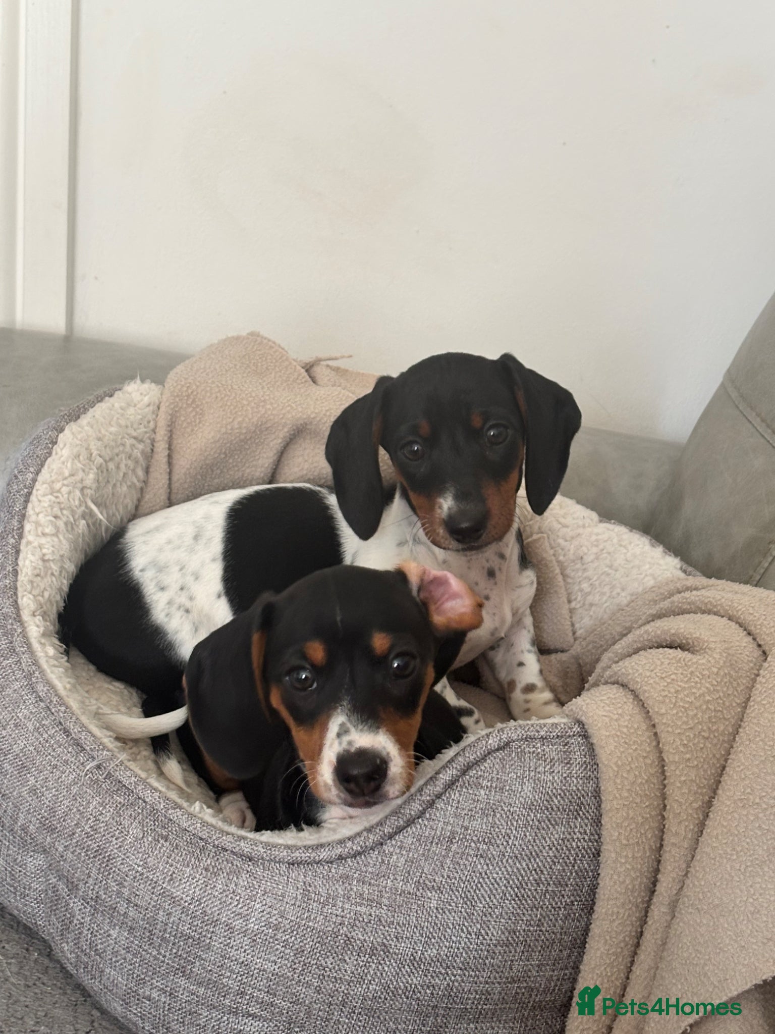 Miniature Dachshund dogs REDUCDED READY NOW MINI DACHSHUND PUPS GIRLS LEFT - Advert 1