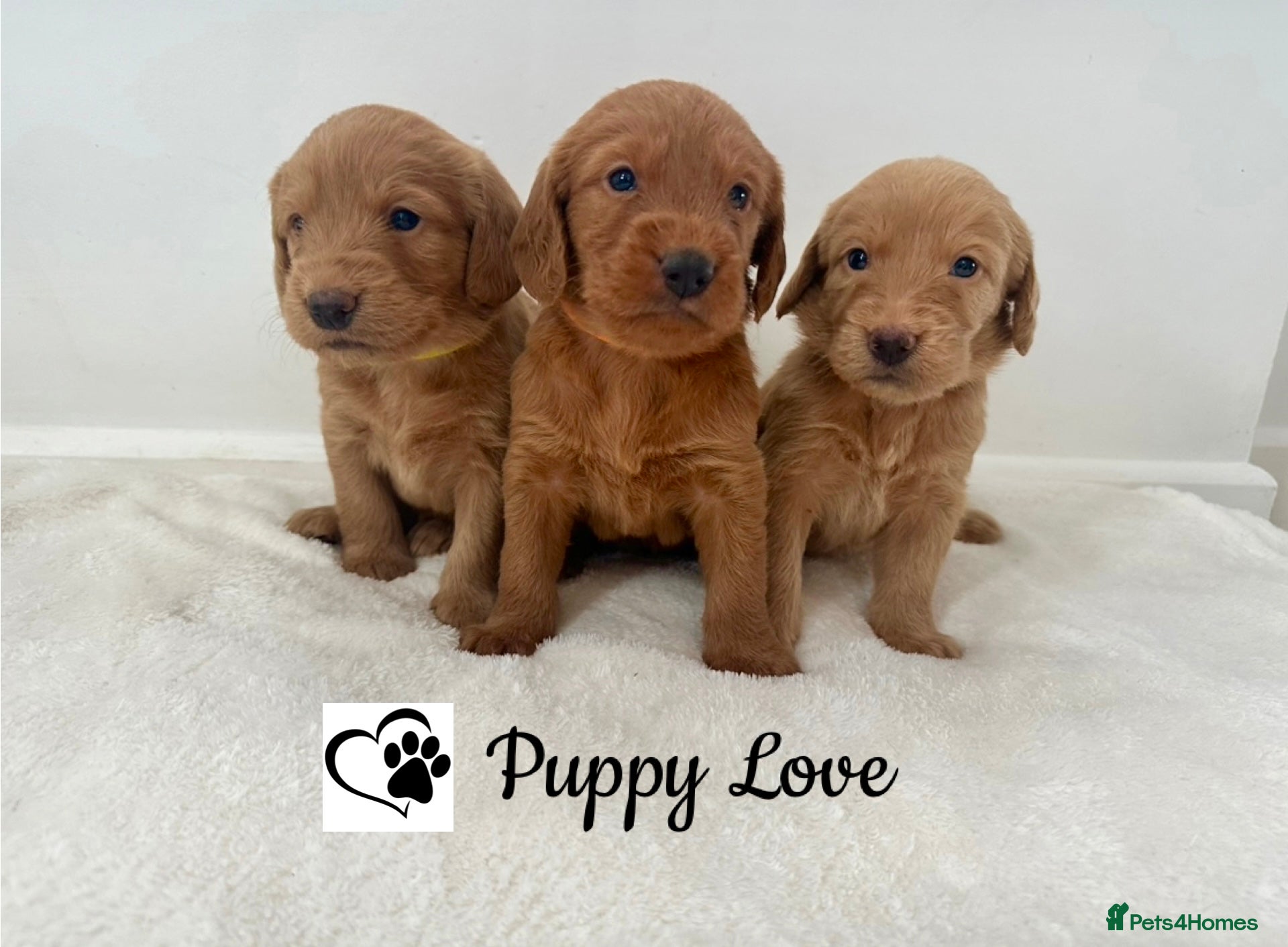 Labradoodle dogs ⭐️Fully Health Tested F1 Miniature Labradoodles⭐️ - Advert 1