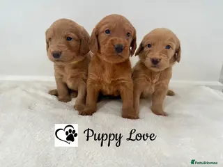 Labradoodle dogs ⭐️Fully Health Tested F1 Miniature Labradoodles⭐️ - Advert 1