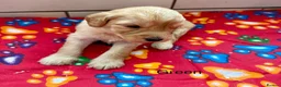 Labradoodle dogs for sale: Miniature Labradoodles frm licensed Exp breeder - Advert 5