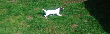 English Springer Spaniel 1