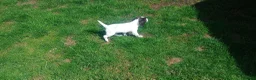 English Springer Spaniel dogs for sale: English springer spaniel pups  - Advert 7