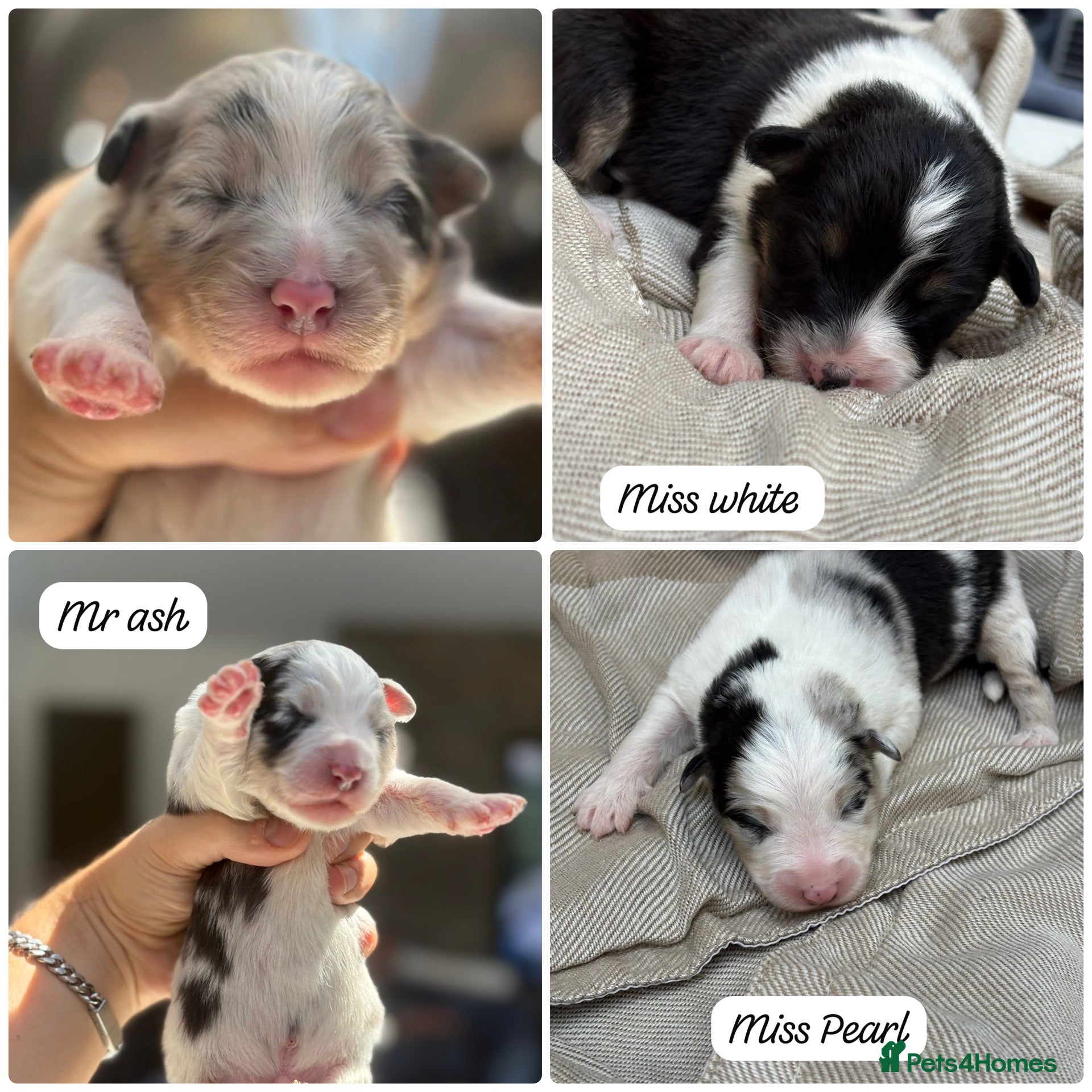 Australian Shepherd dogs Outstanding Merle/Black and Tan KC Reg Puppies  - Advert 1