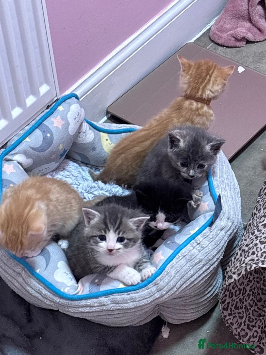 Mixed Breed cats for sale: Gorgeous female kitten(only black available) - Advert 3