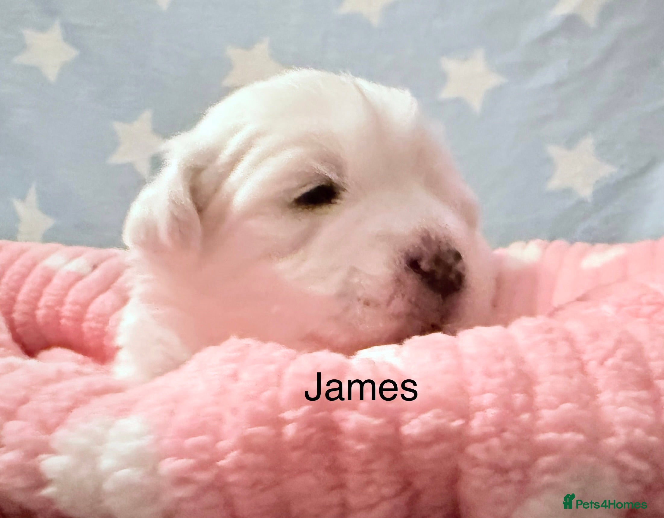 Coton De Tulear dogs KC reg Coton de Tulear parents DNA health tested  - Advert 15