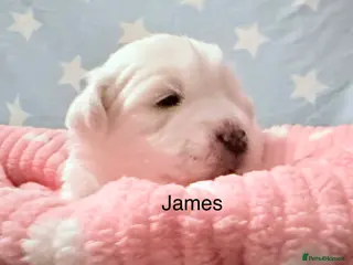 Coton De Tulear dogs KC reg Coton de Tulear parents DNA health tested - Advert 15