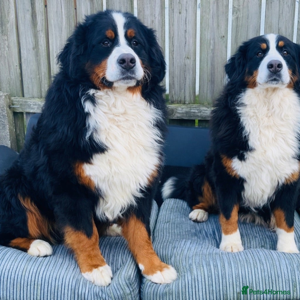 Bernese Mountain Dog dogs Bernese Mountain Dog - Advert 7