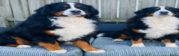 Bernese Mountain Dog dogs for sale: Bernese Mountain Dog - Advert 1