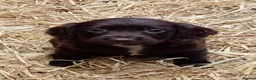 Sprocker dogs for sale: Working sprocker pups - Advert 2