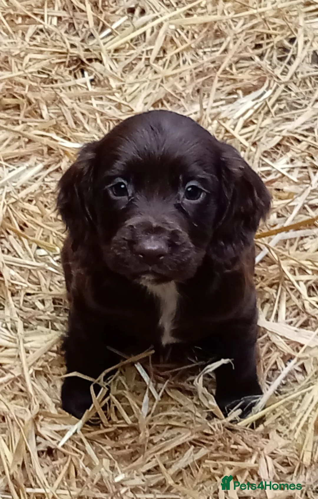 Sprocker dogs for sale: Working sprocker pups - Advert 2