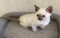 Siamese cats for sale: GCCF Registered Traditional Siamese Kittens.  - Image 8
