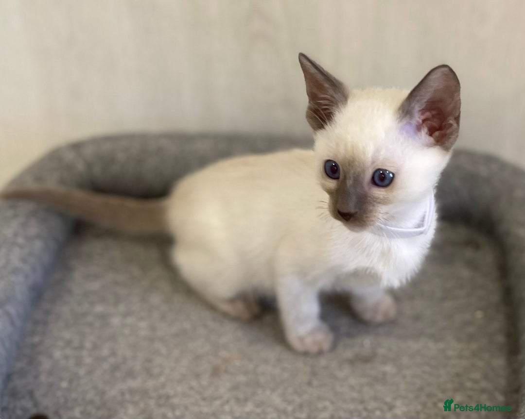 Siamese cats for sale: GCCF Registered Traditional Siamese Kittens.  - Image 8