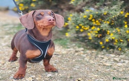 Miniature Dachshund dogs for stud: ⭐️⭐️⭐️KC MINIATURE DACHSHUND FOR STUD⭐️⭐️  in Southampton - Image 4